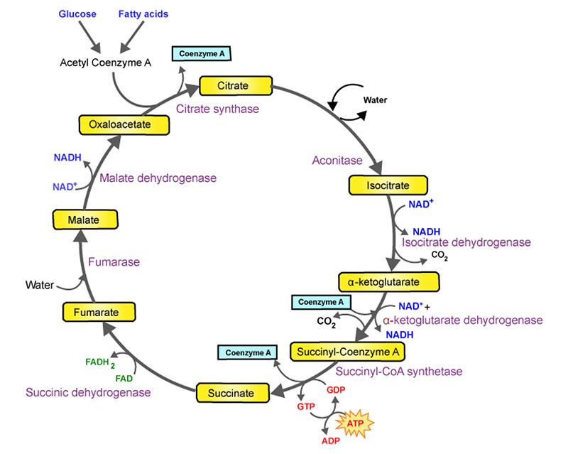 Past Biochemistry Mcq Disscussion Focus Dentistry