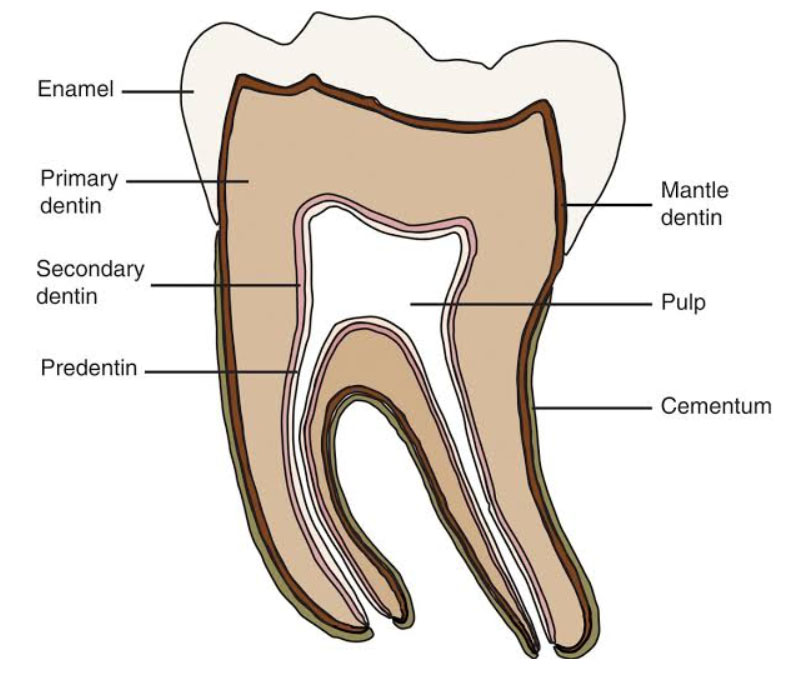 Tooth