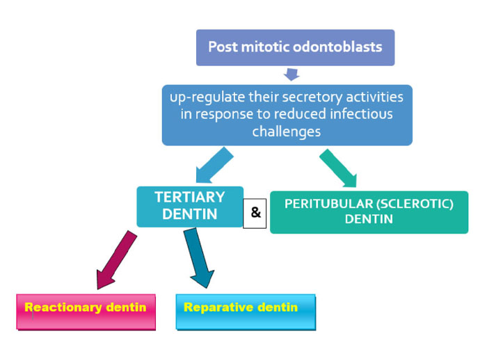 Pulp Therapy MCQ - Focus Dentistry