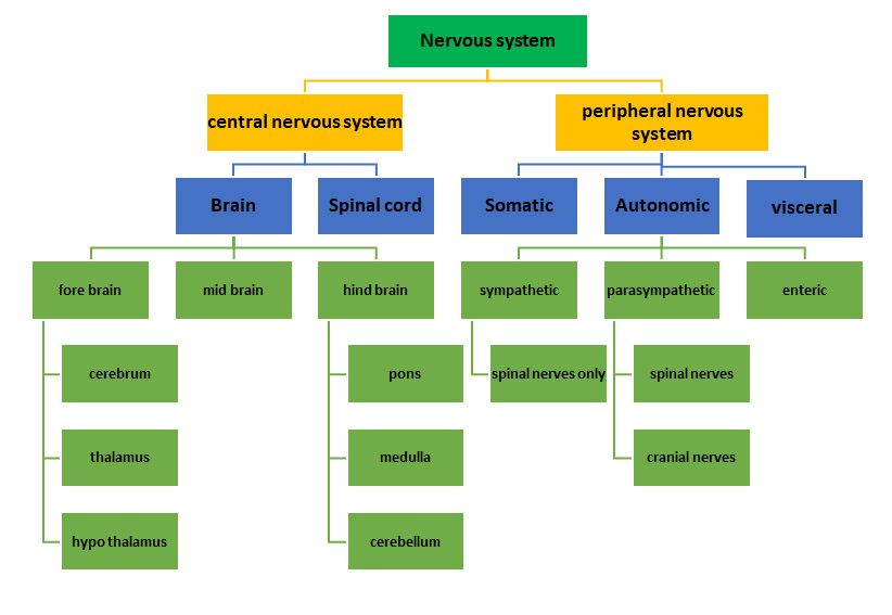 Neuroanatomy - Focus Dentistry