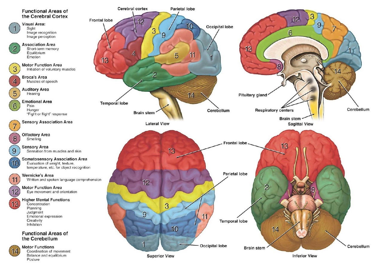 nervous system