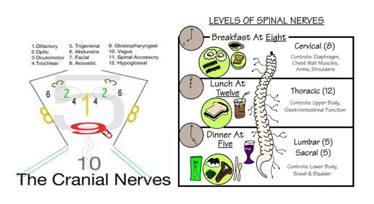 Cranial nerves & spinal nerves
