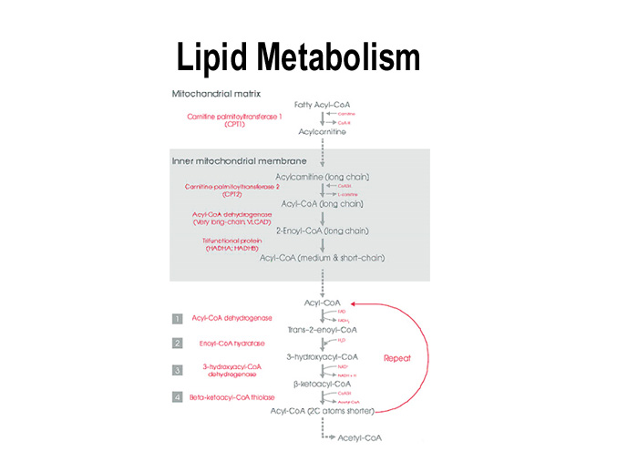 Lipid Metabolism