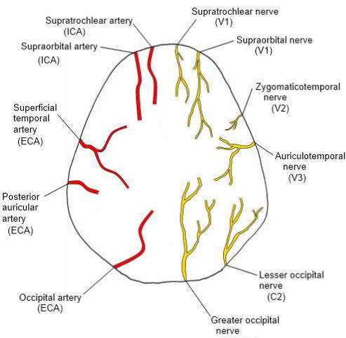 arterial-supply