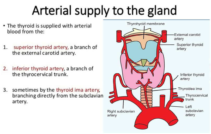 arterial