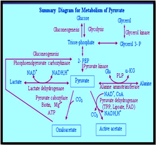 Carbohydrate Metabolism Mcqs Focus Dentistry