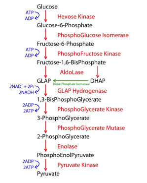 Carbohydrate Metabolism Mcqs Focus Dentistry