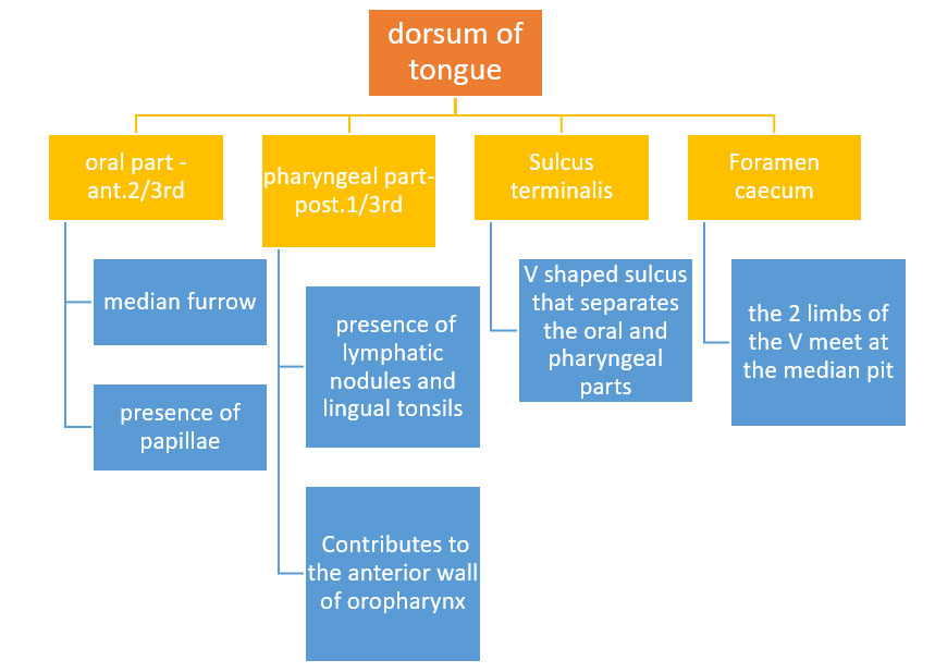 dorsum