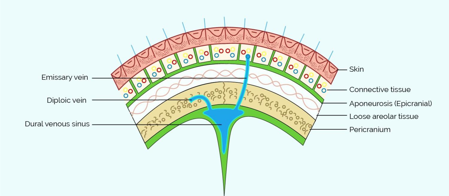 layer-of-scalp