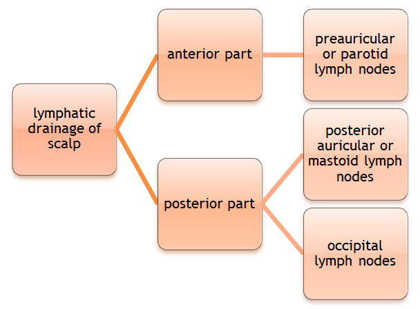 The Scalp Focus Dentistry