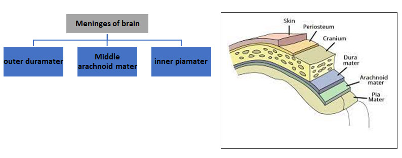 meninjas-of-brain