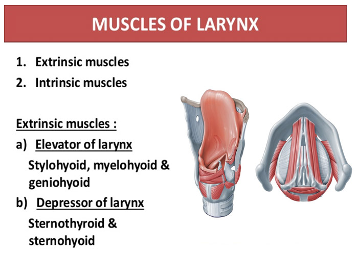 muscle-laryx