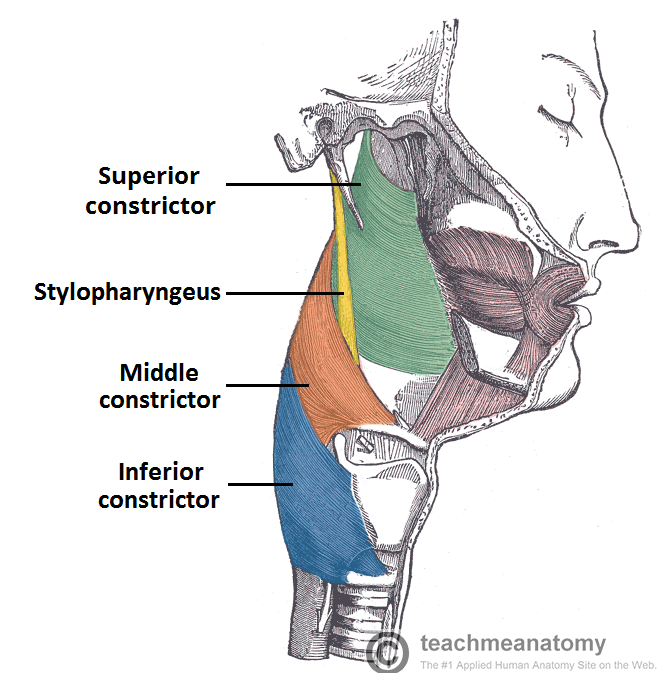 MUSCLES OF PHARYNX