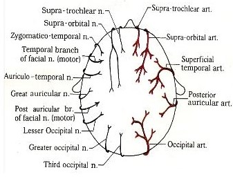 nerve-supply