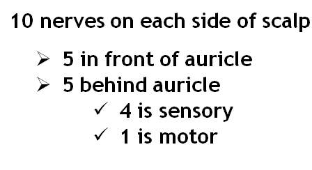 nerve-supply