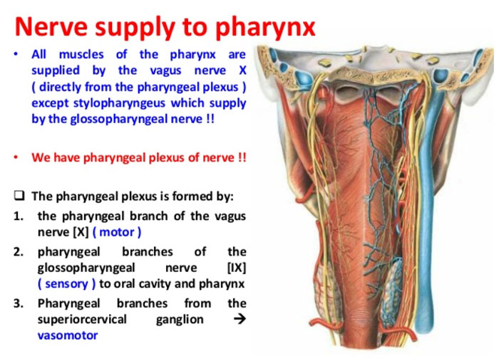 origin of inferior pharyngeal constrictor muscle