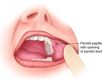 parotid-duct