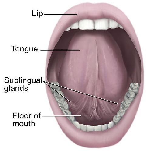 sublingual-salaivary-gland