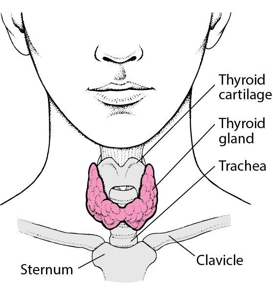 thairoid-gland