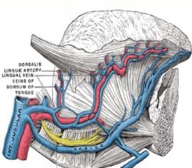 venous