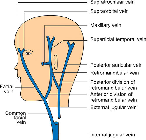 venouse-drainage