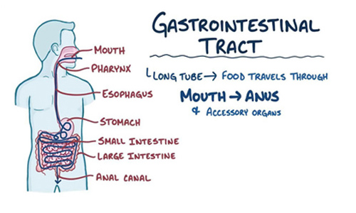 Gastro-int-1