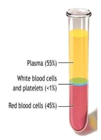 Hematology - Focus Dentistry