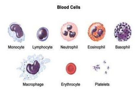 Hematology - Focus Dentistry