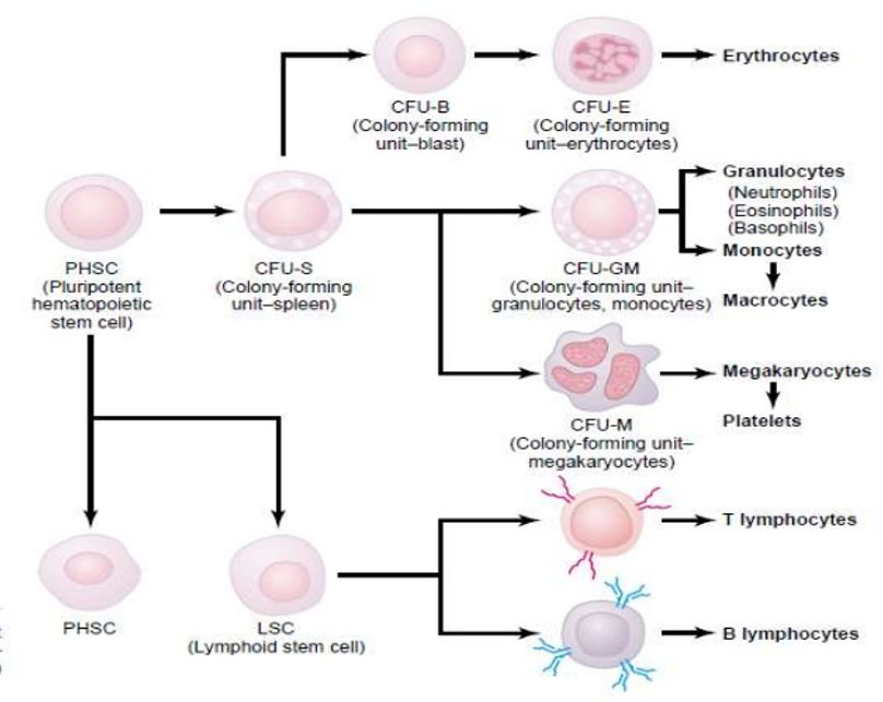 Hematology - Focus Dentistry