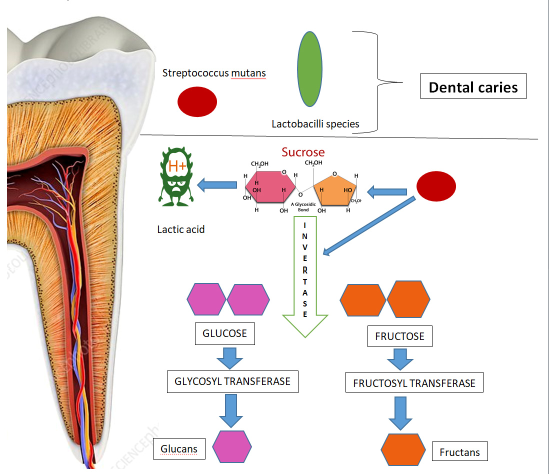 Dental Caries Process