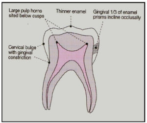 Primary and Permanent Dentition-MCQs - Focus Dentistry