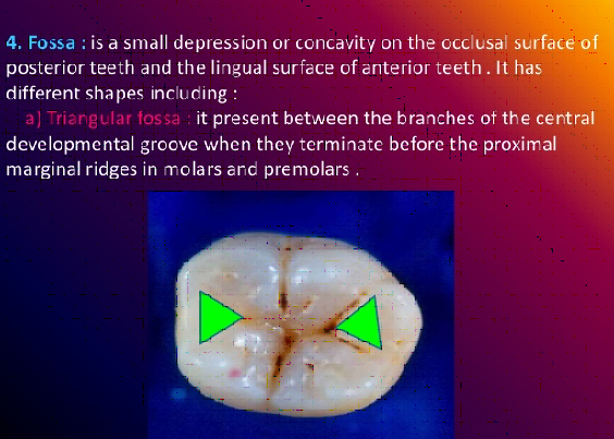 triangular fossa teeth