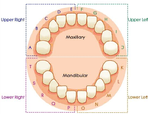 molar teeth numbers