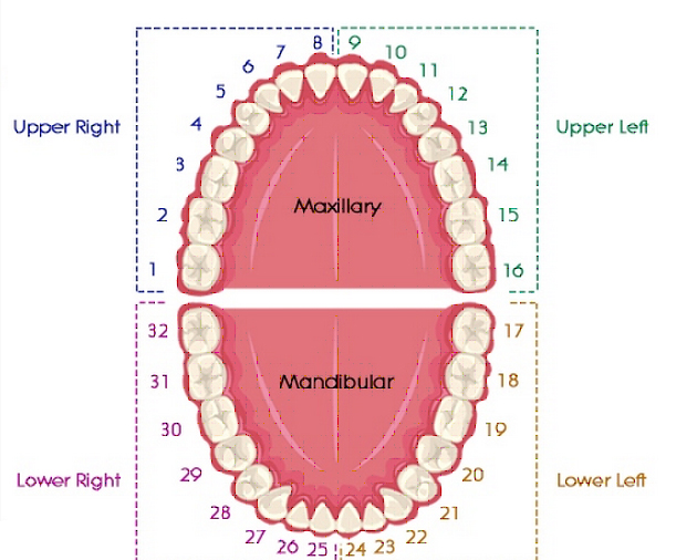 tooth-numbering-system-focus-dentistry