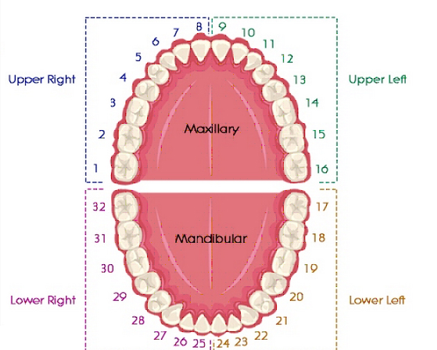 Canadian Tooth Numbering System