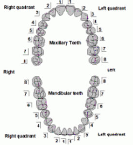 Tooth Numbering System - Focus Dentistry