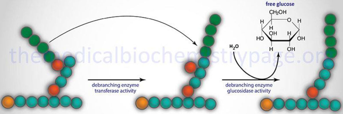 Deficiency of debranching enzyme.