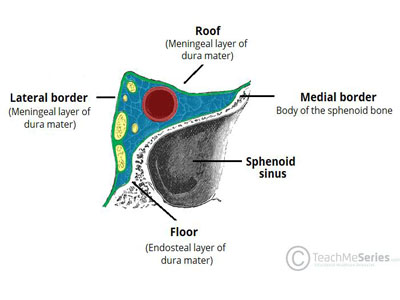 cavernous sinus