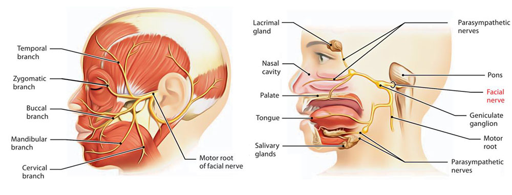 FACIAL NERVE_