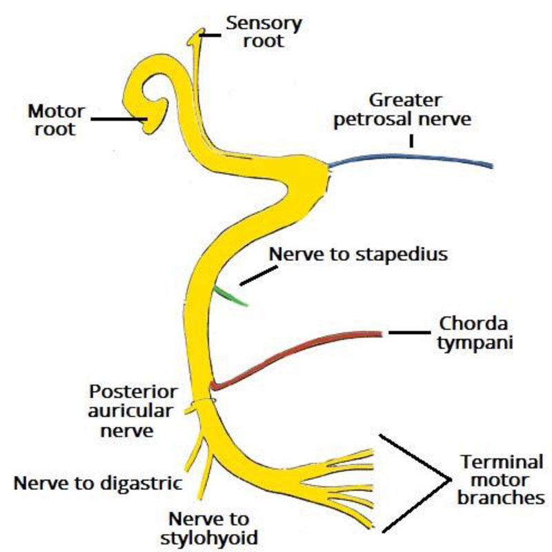 Facial- nerve