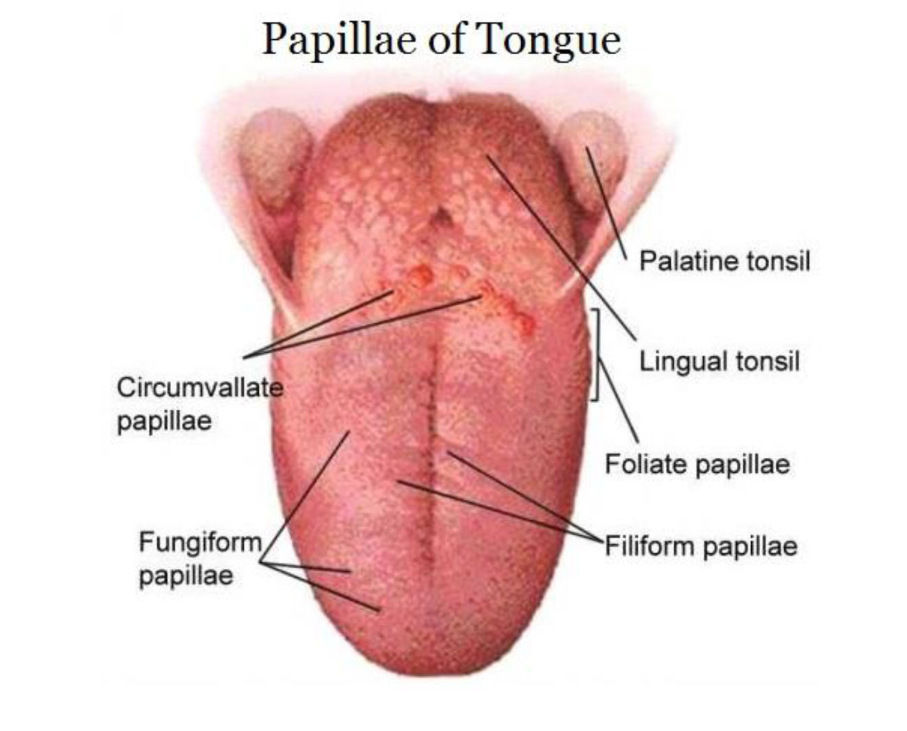 base of tongue anatomy