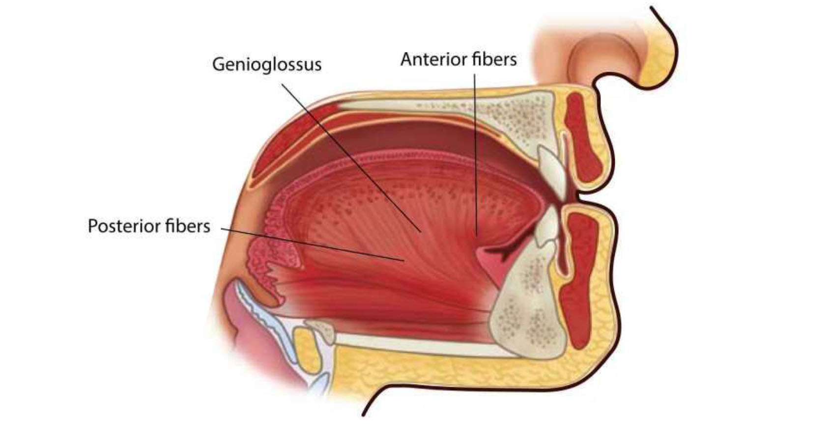 MCQ OF TONGUE_