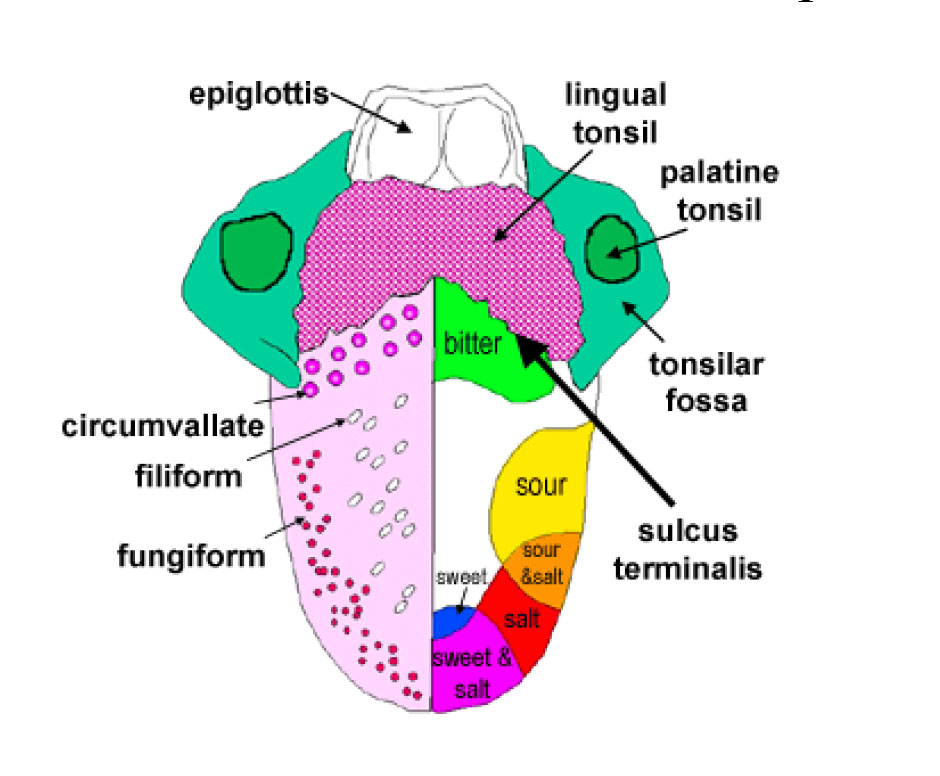 MCQ OF TONGUE_papilae