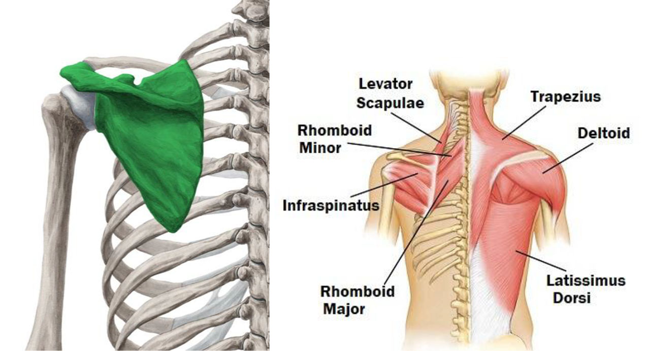 Rhomboid