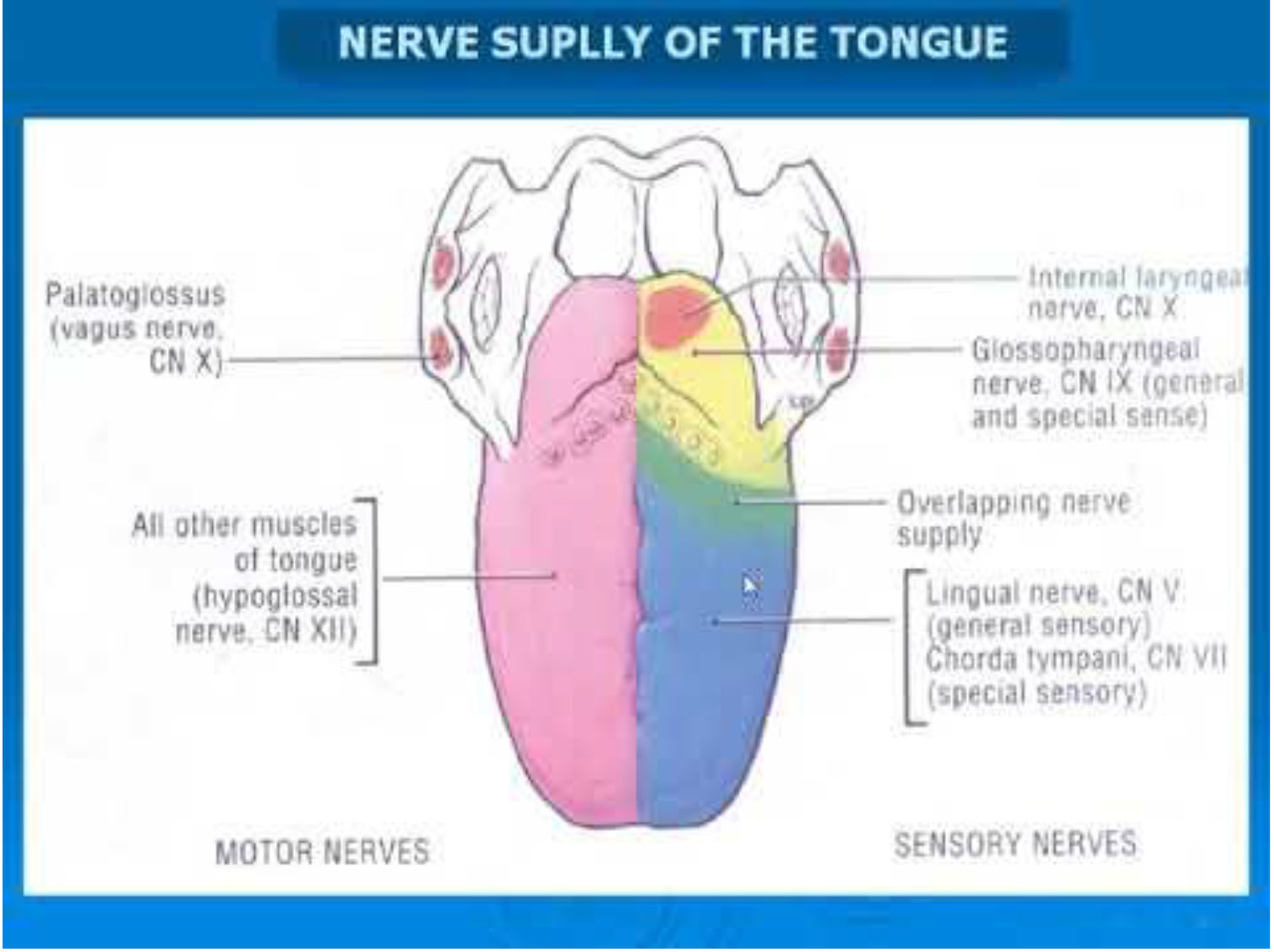 TONGUE -nerve supply