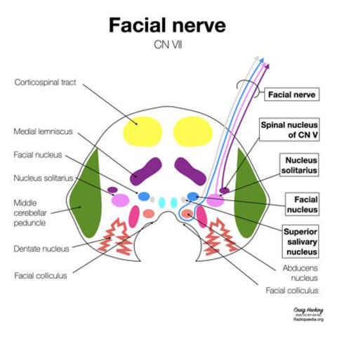 facial- Nerve