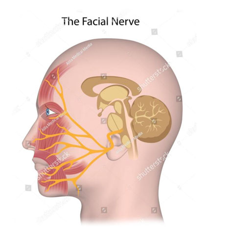 facial Nerve