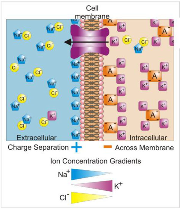 cell membrane