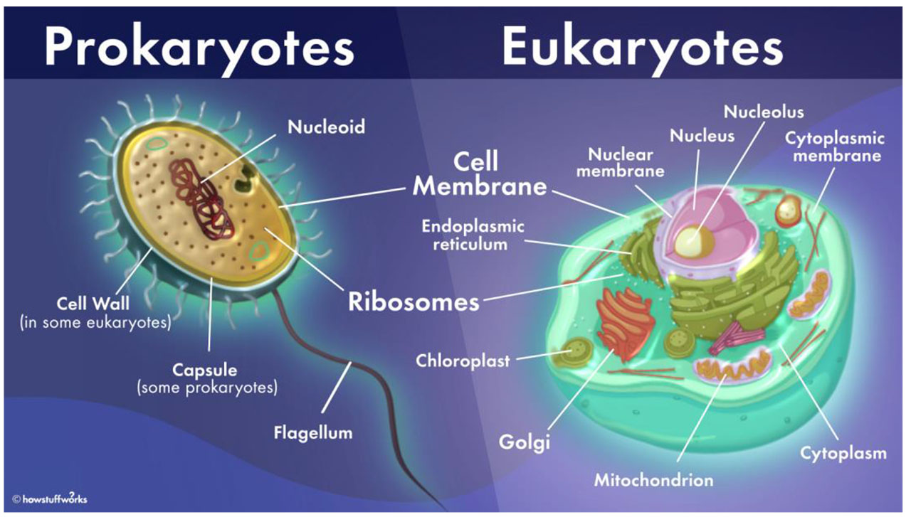 CELL types