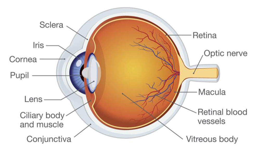 FUNCTIONAL ANATOMY OF EYE_